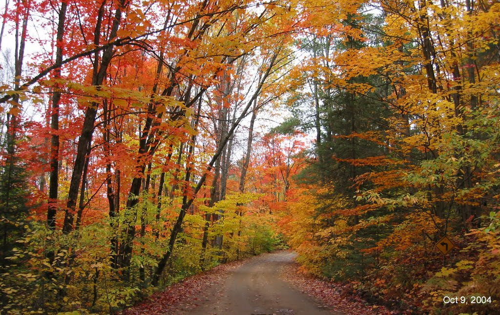 Fall colours on a country road - Oxtongue Lake, Ontario by Brian Carter