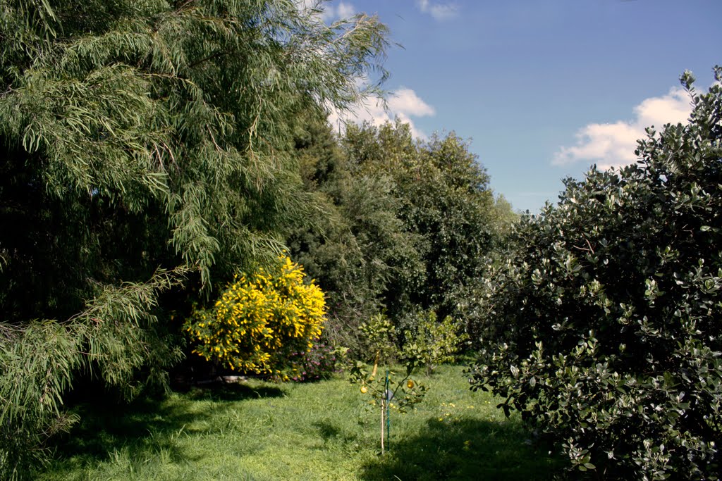 Natives Gardens by Jeanette_A