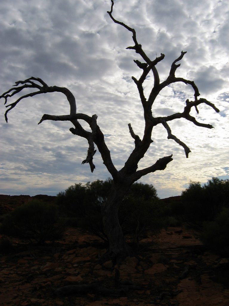 Tree at Kings Canyon by Martin Zustak