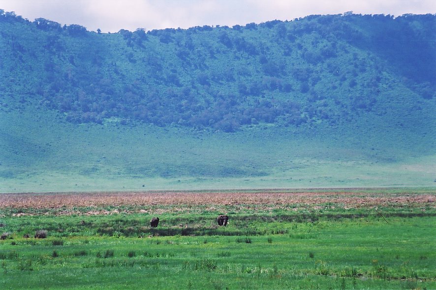 Ngorongoro Elephants by Huw Lewis