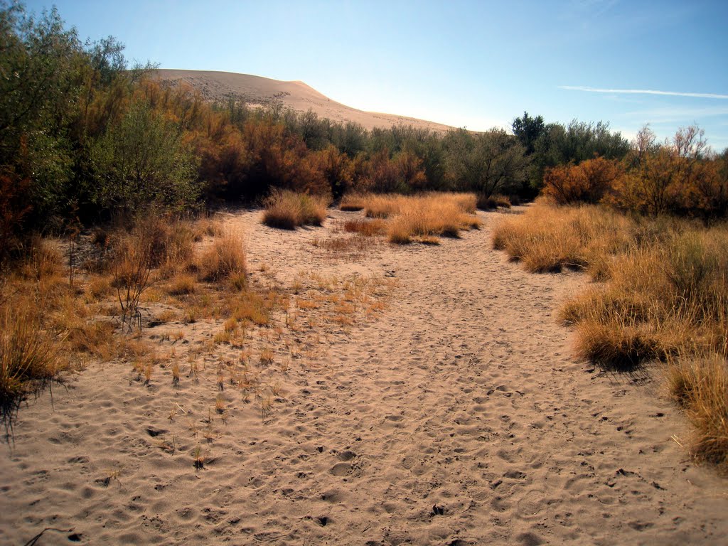 Bruneau Sand Dunes, Idaho by ricksin