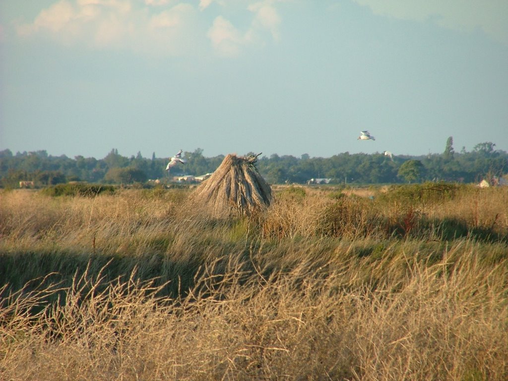 Cabane en roseaux / shack in reeds by PhCr