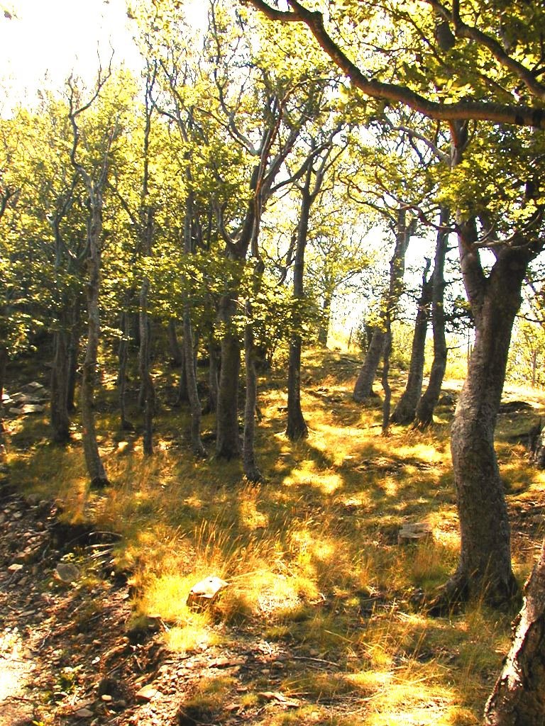 Monte Gottero: Essenze mediterranee by Tino Gianbattista Colombo