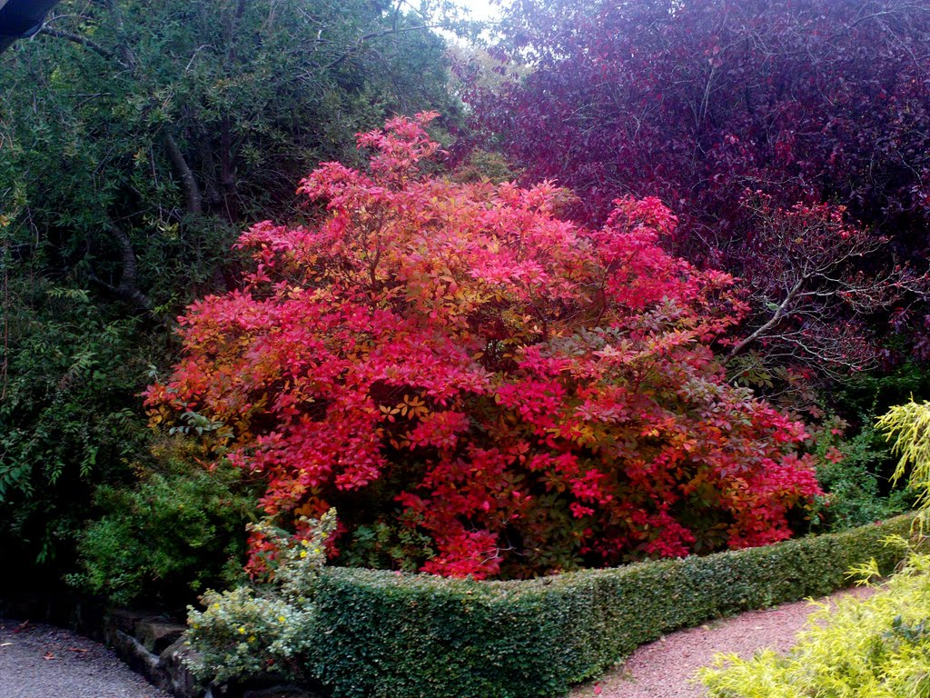 Autumn,Burns National Heritage Park,Ayr.(318) by Portmoreloch