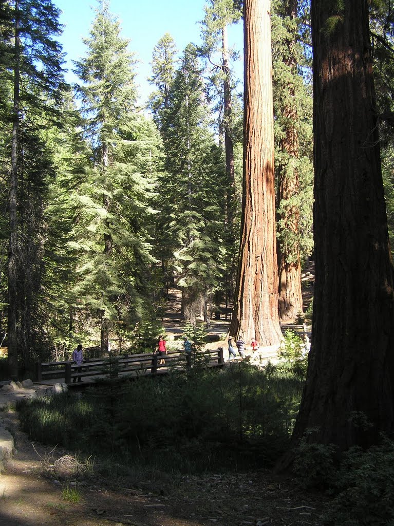 Trail into the grove by rwdw