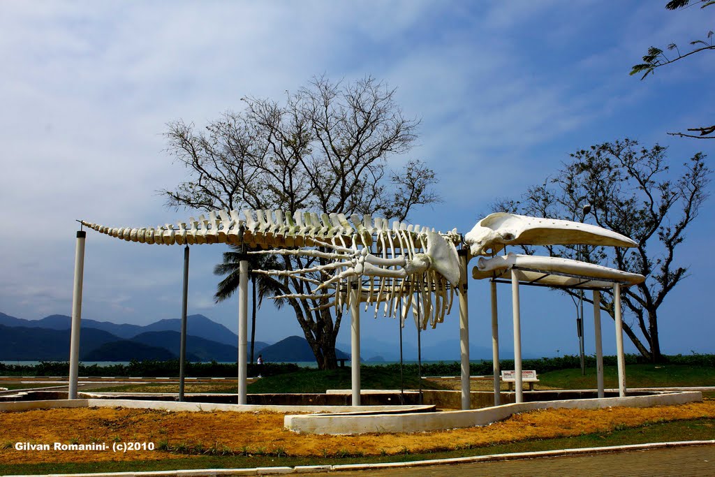 Esqueleto de Baleia/Whale Skeleton-Ubatuba-SP-Brazil by G. Romanini