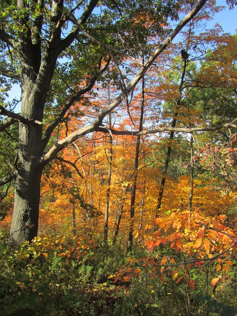 Fall Colors on the Savanna Forest by JLourenco