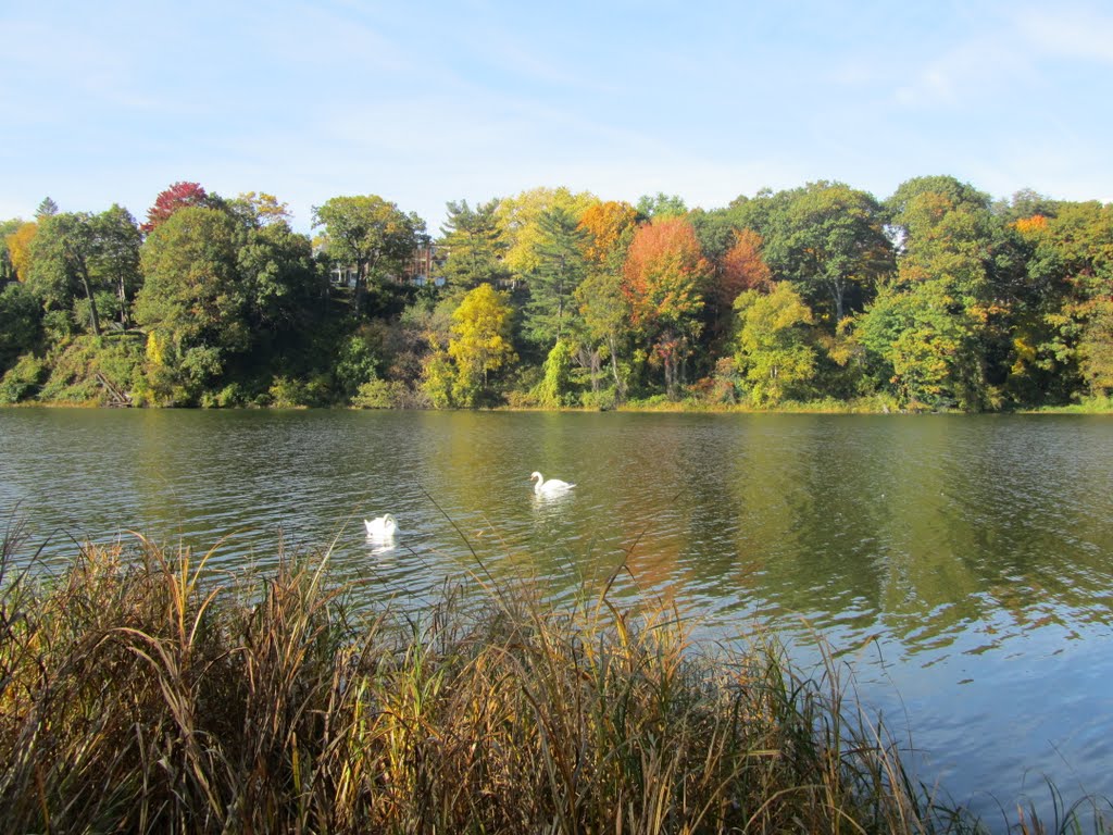 Swans, Fall Colors at Grenadier Pond by JLourenco