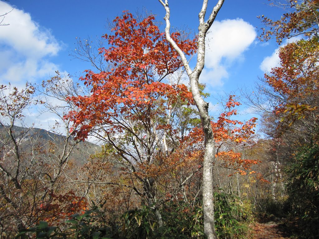 Autumn tint　in Nasu by syocyan