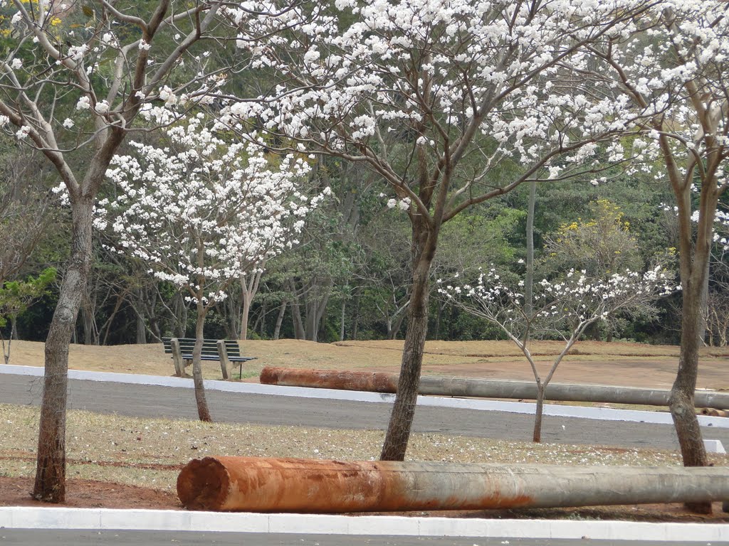 Flores no Parque das Nações Indígenas - Campo Grande/MS by carlos henrique da s…