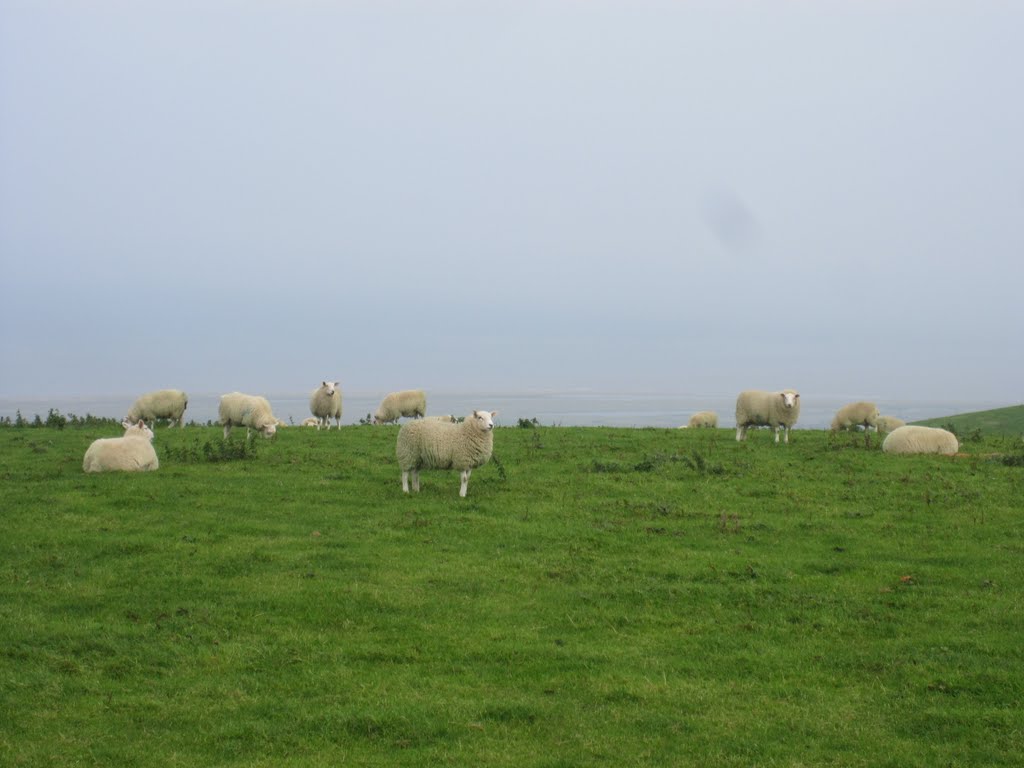 Sheep on a pasture in wales by Martin Meise