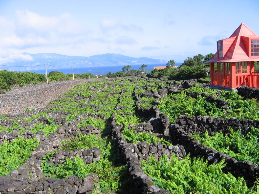 Ilha do Pico-Vinha Biscoitos 2007 by Carlos Alberto Barat…