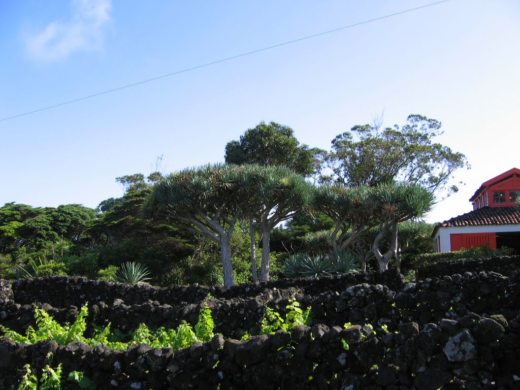 Ilha do Pico-Adega Biscoitos 2007 by Carlos Alberto Barat…