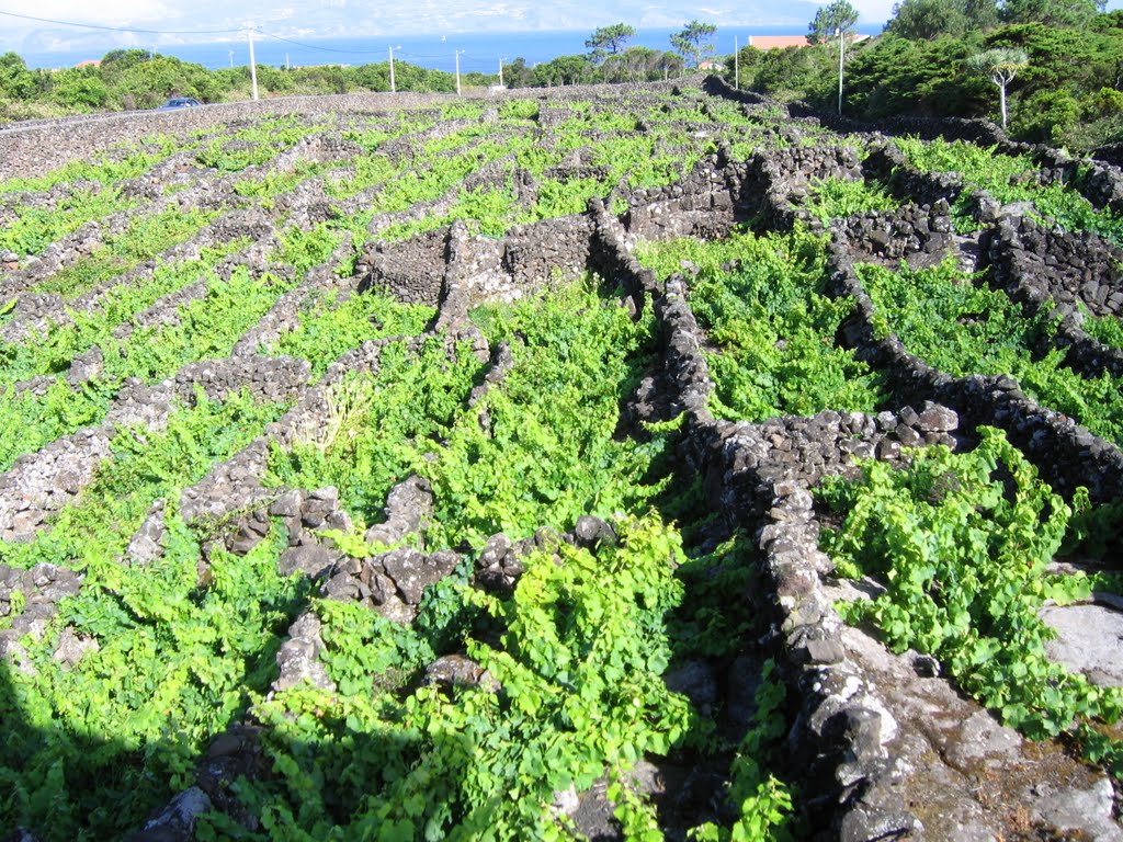 Ilha do Pico-Vinha dos Biscoitos 2007 by Carlos Alberto Barat…