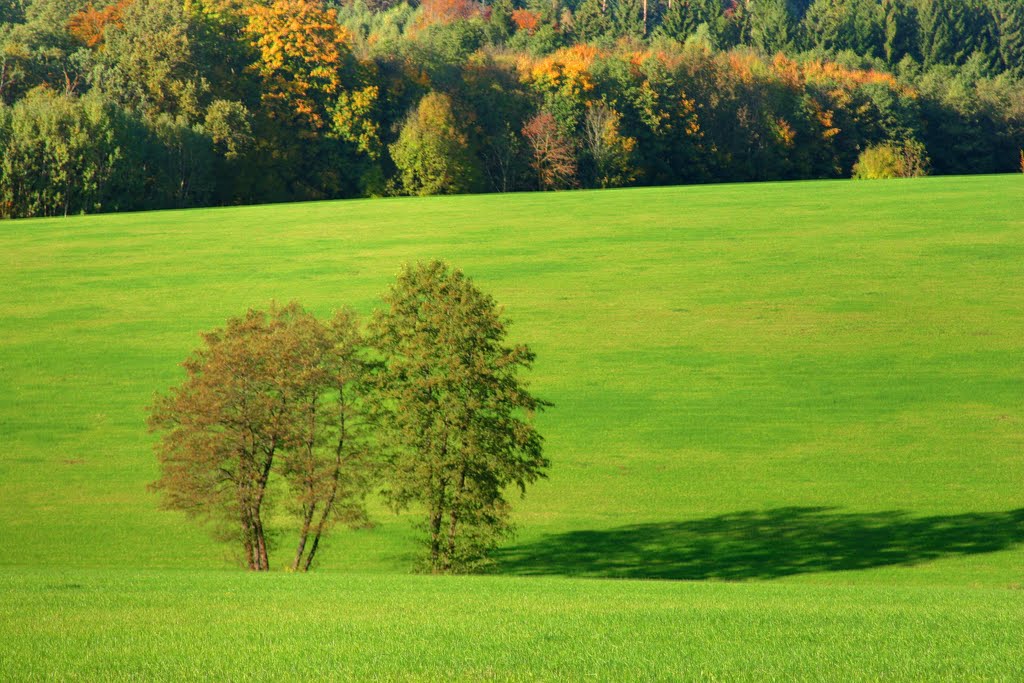 Bäume und Wiese / trees on the meadow #1 by leone marino