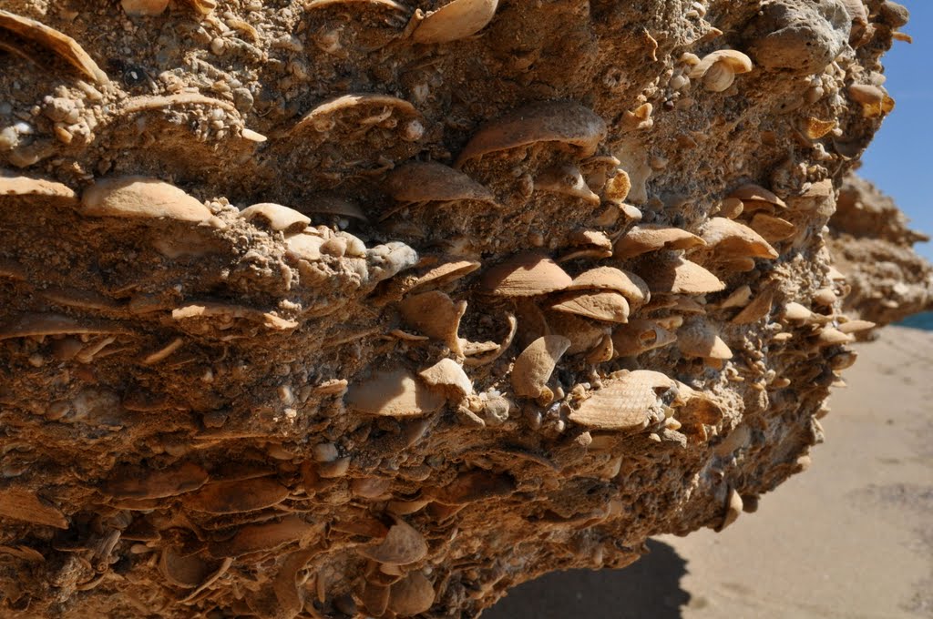 Coastal erosion shells near airport Karpathos by L Pekaar