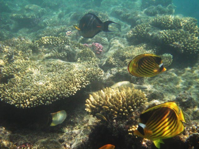 Ras Mohammed National Marine Park Reef by GilUm