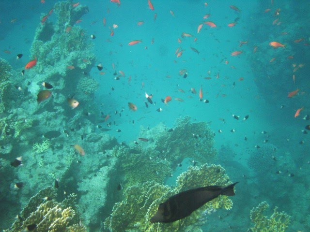 Ras Mohammed National Marine Park Reef by GilUm