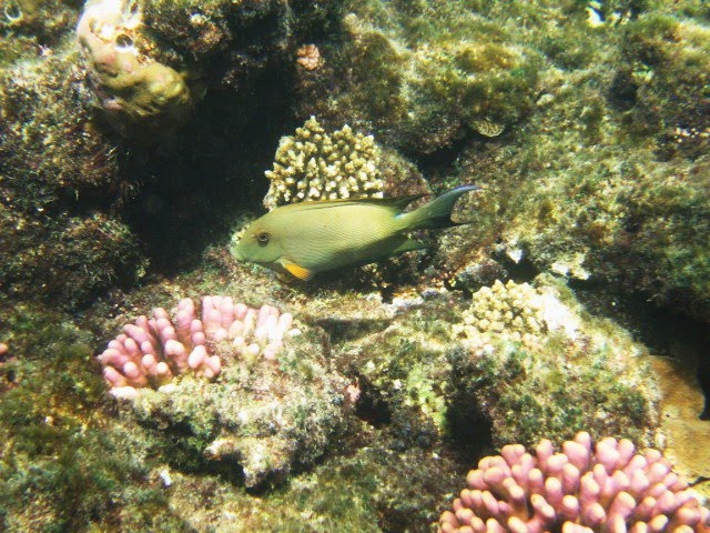 Ras Mohammed National Marine Park Reef by GilUm