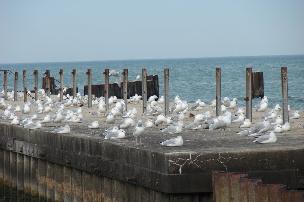 Michigan Lake, IL by malempati.sidh@gmail…