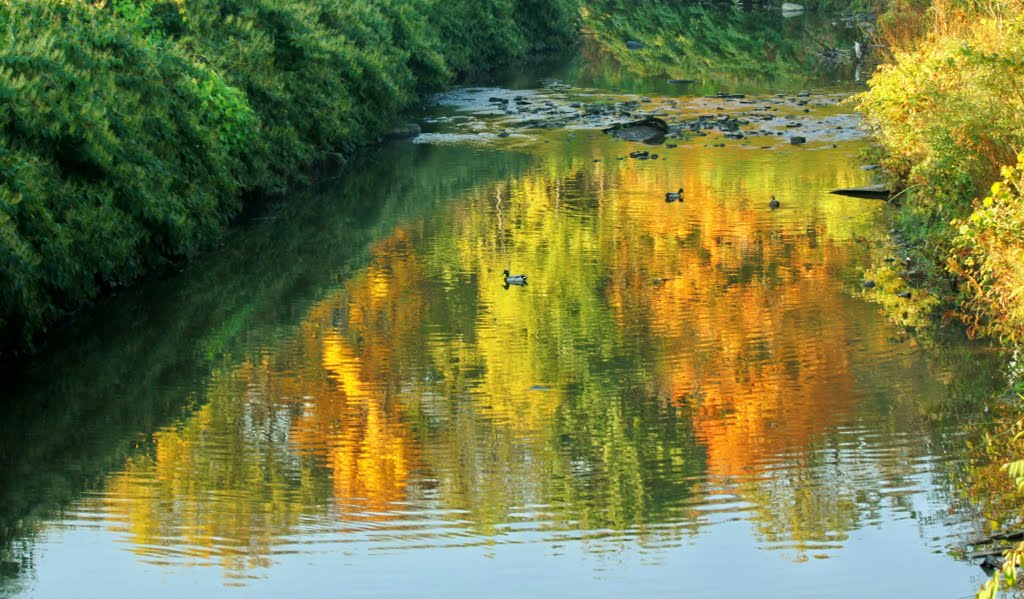 Mallards on Chartier's Creek by Roger Boardley