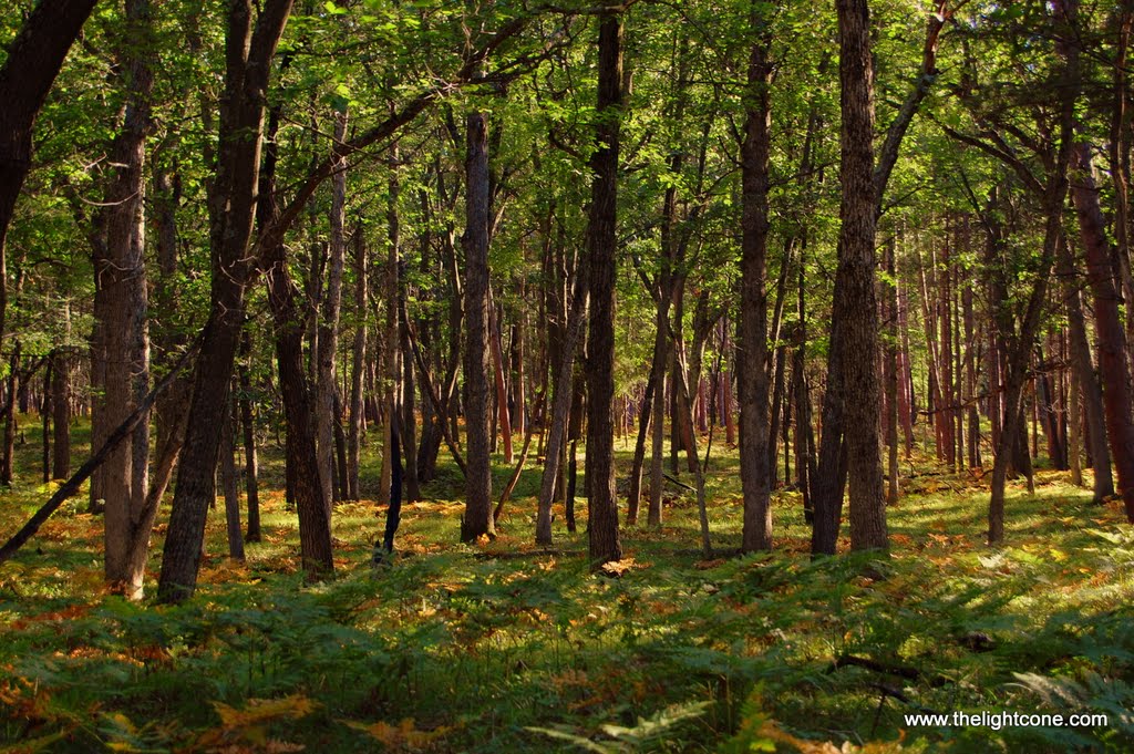 In the woods by Septimiu Pelau