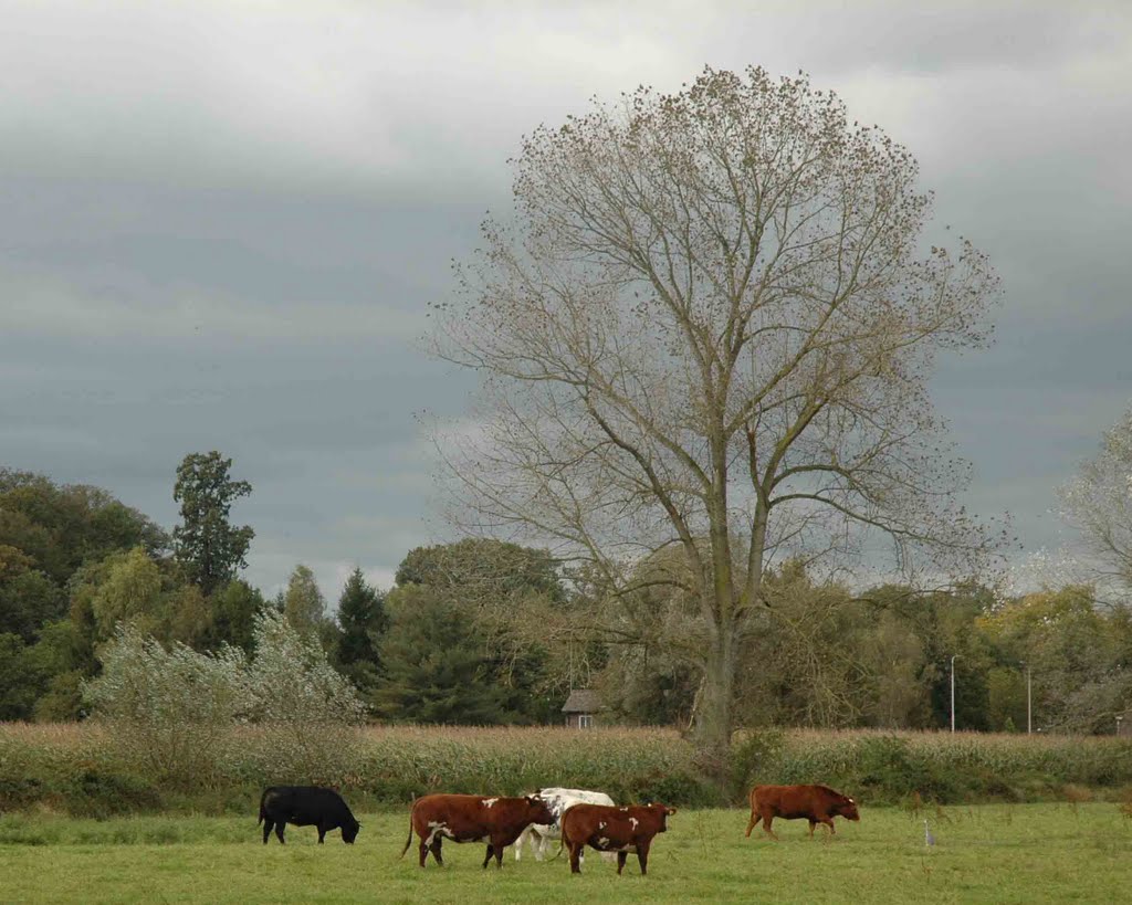 Vughtse Hoeven, Herfst by Scott Nova