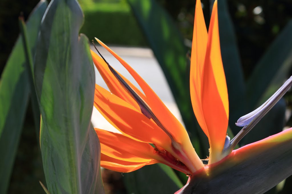 Estrelícia (Strelitzia reginae) In Quinta Do Morgado by silrui