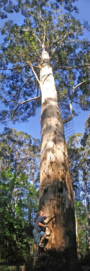 Gloucester Tree by Richard Watson