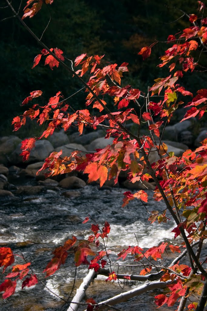 Autumn Leaves by Vinod Kalathil