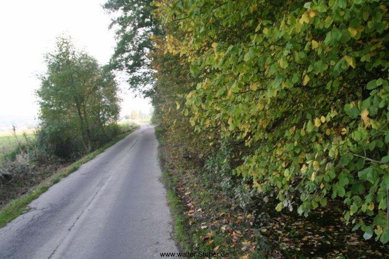 Westewitz, Straße nach Wendishain by Walter Stuber