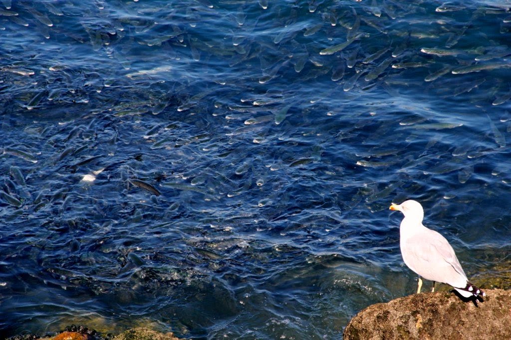 La Gaviota al acecho de los mujeles en O'Berbes de Vigo by Javier JAC