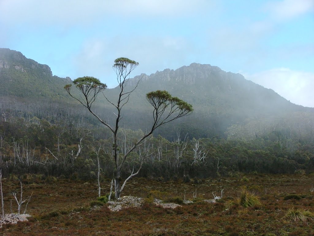 Hartz Mountains Mist by numbat