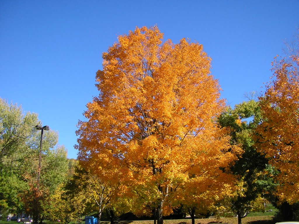 Ohiopyle Fall colors by sixty9harley