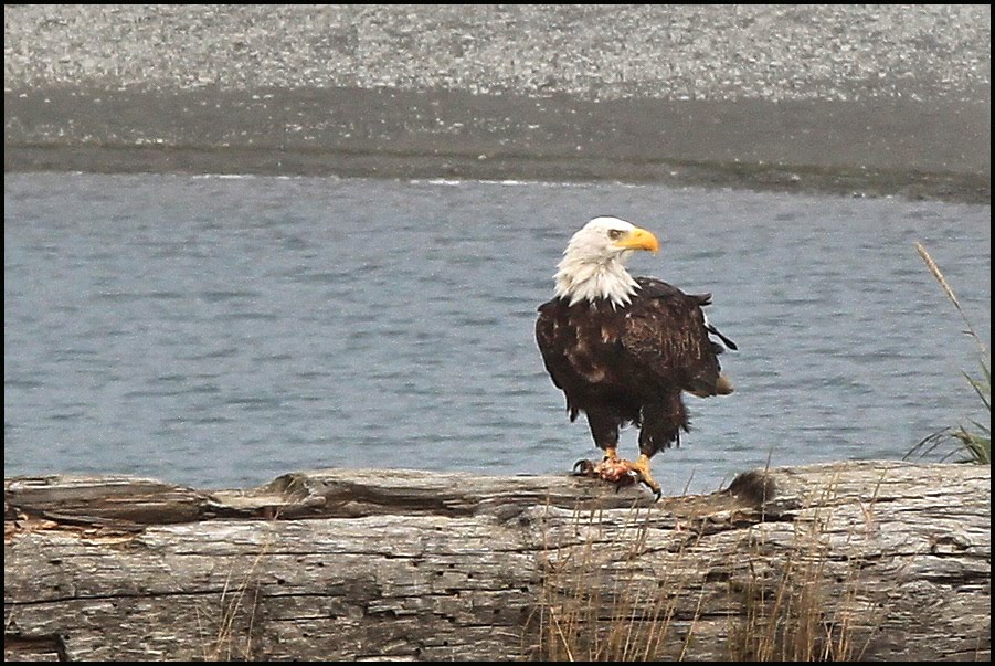 Weißkopfseeadler in Homer 16.9.2010 ... C by americatramp