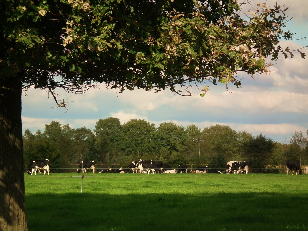 Dutch cows on a sunny sunday by petervandegroep