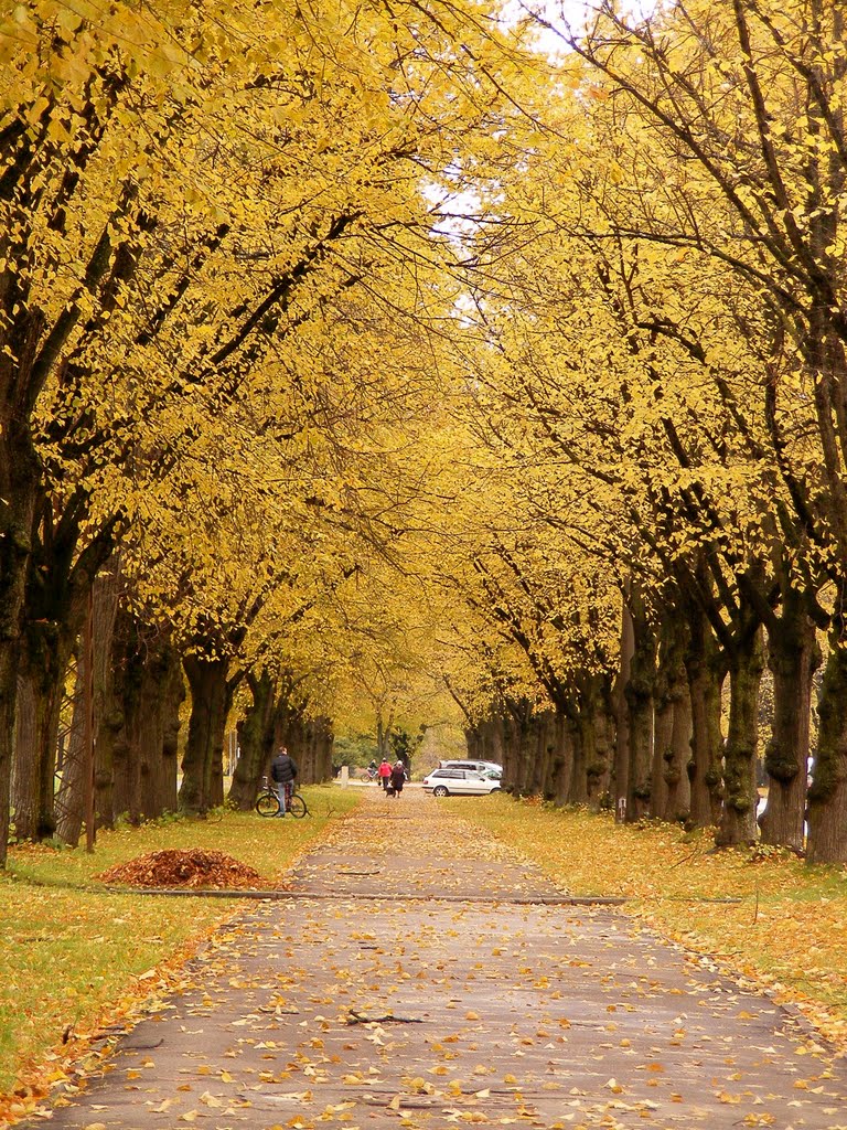 Yellow alley by Анастасия Попова