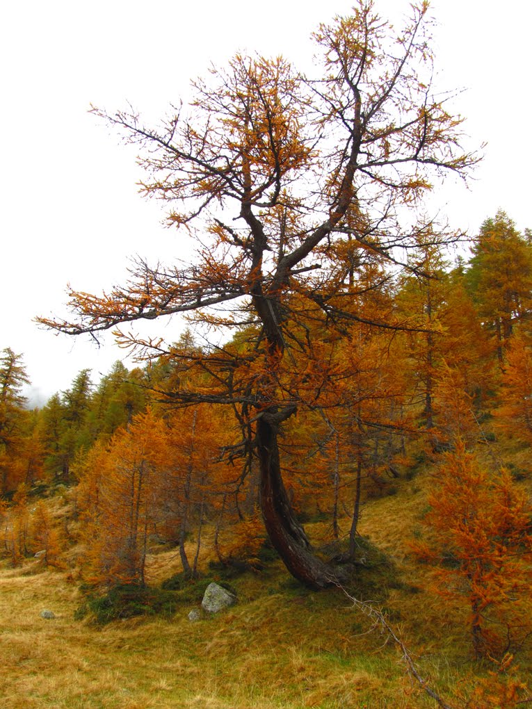 28868 Varzo, Province of Verbano-Cusio-Ossola, Italy by Maurizio Piazzai