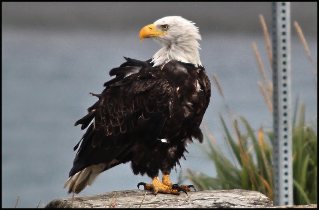 Weißkopfseeadler in Homer 16.9.2010 ... C by americatramp