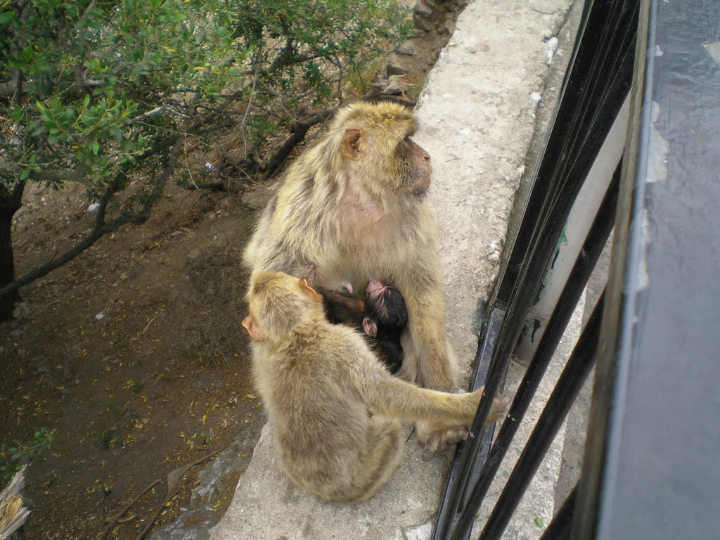 Crias de Monos, Gibraltar by Rosa Sequeira