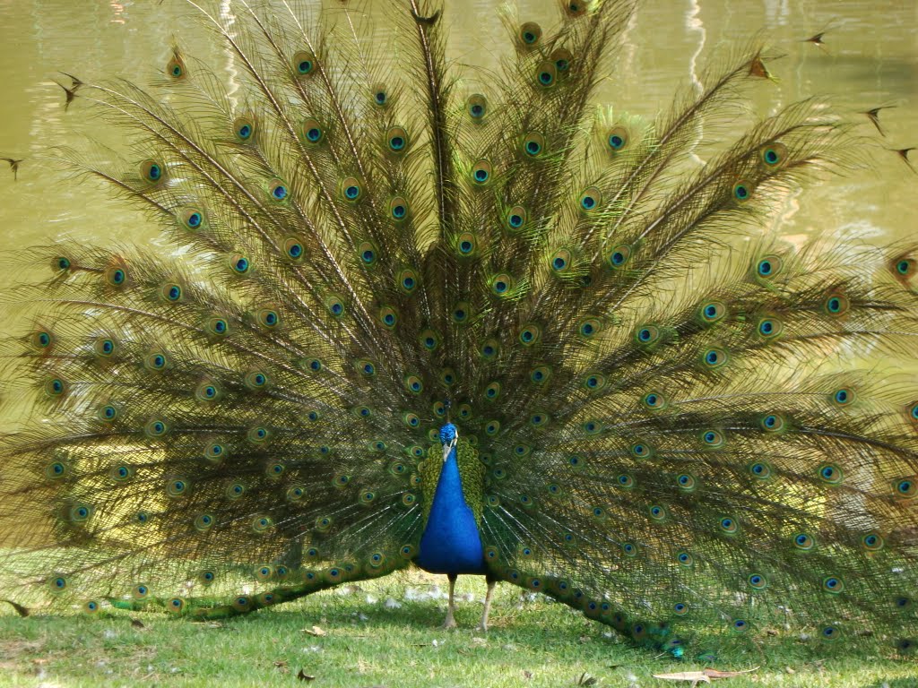 Pavão Pq. Barueri by evandrosantana