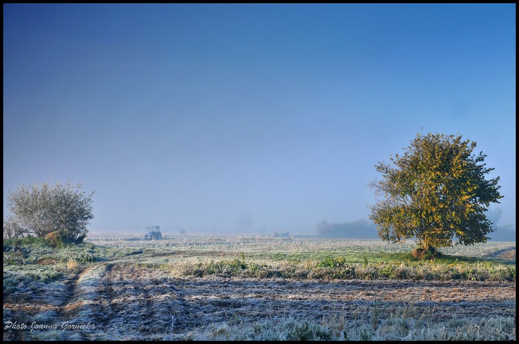 Morning - Light frost in the fields on Autumn - Przymrozek świtem na jesiennym polu by Joanna Górnicka (Arn…