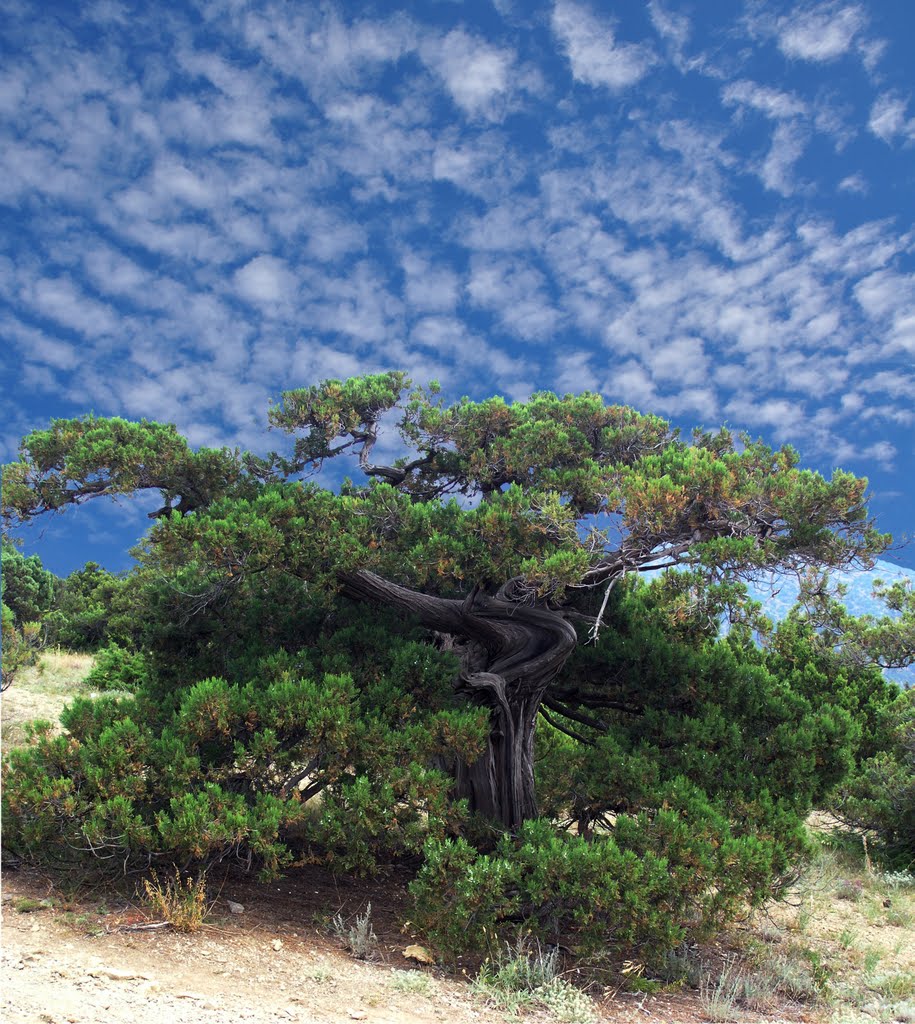 Juniper Grove 1 by mtelnov