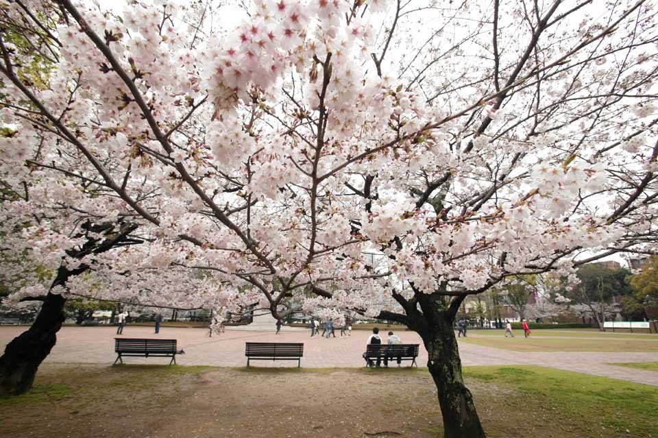 Cherry Blossms-Ground Zero by 小池徳久