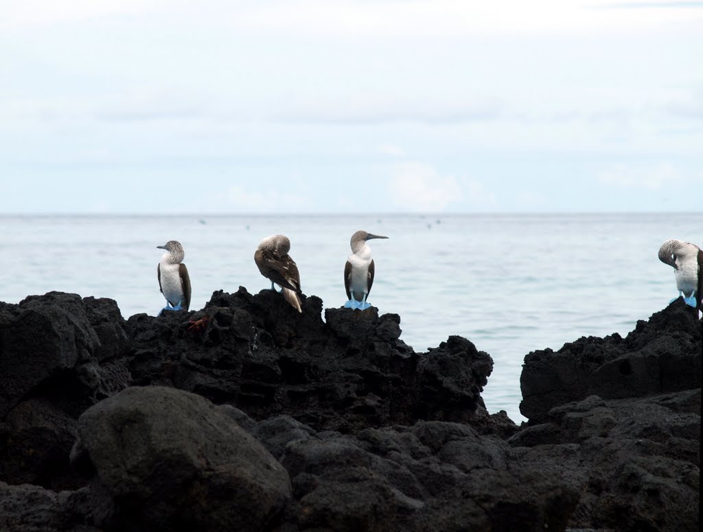 Blue-footed gannets at Sulivan Bay by Olav Sejeroe