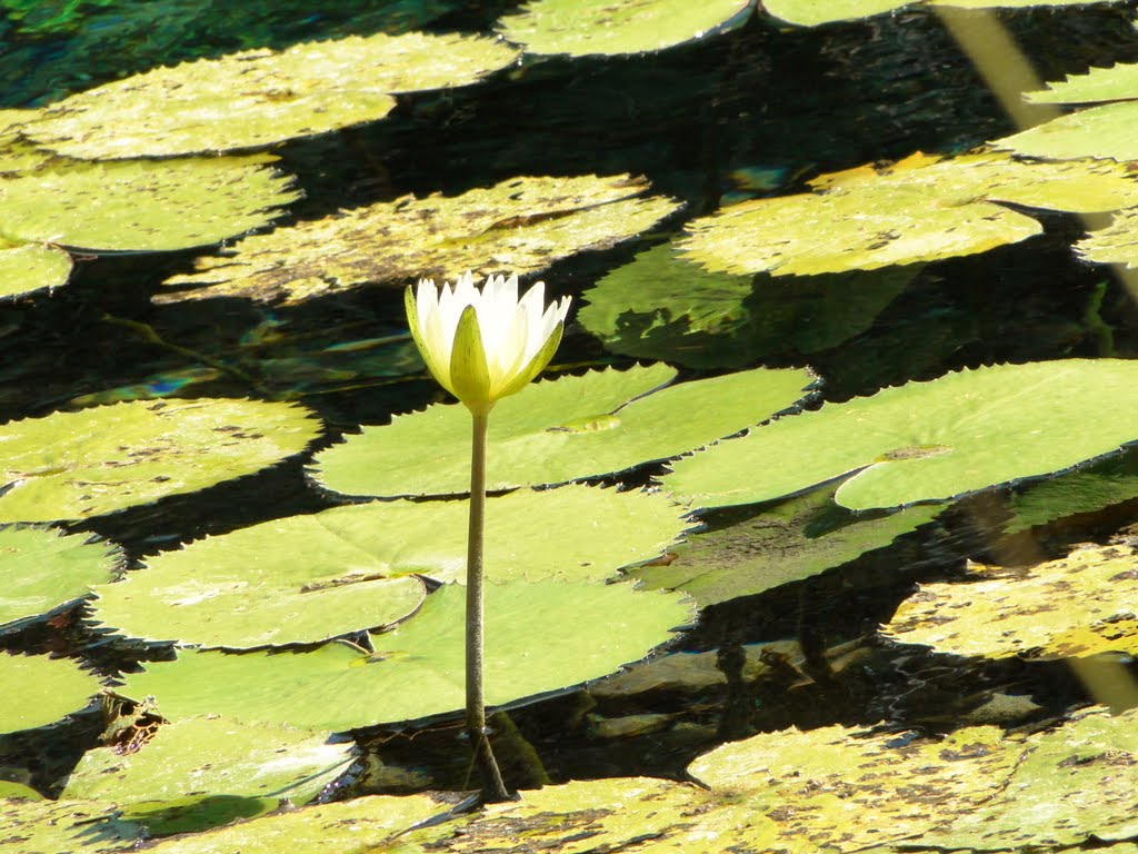 Nenúfares, plantas que flotan sobre el agua by ESTELA SANCHEZ