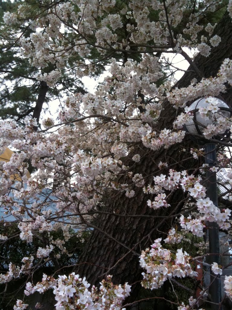 香川県善通寺市善通寺 by iPhone修理/カスタマイズパーツ販売…