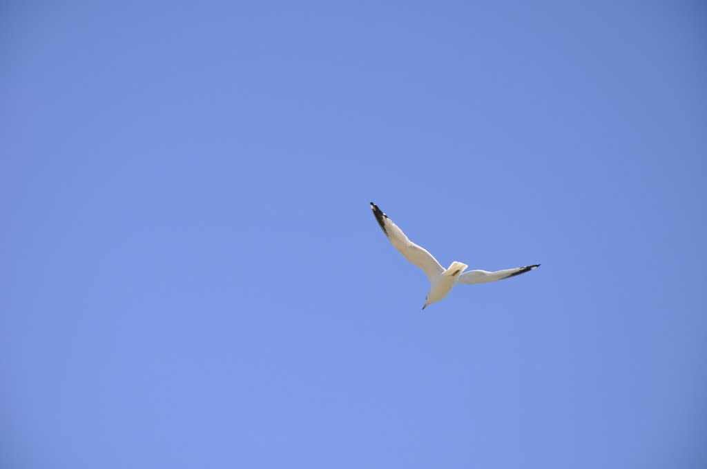 Seagull by Andy Dinh