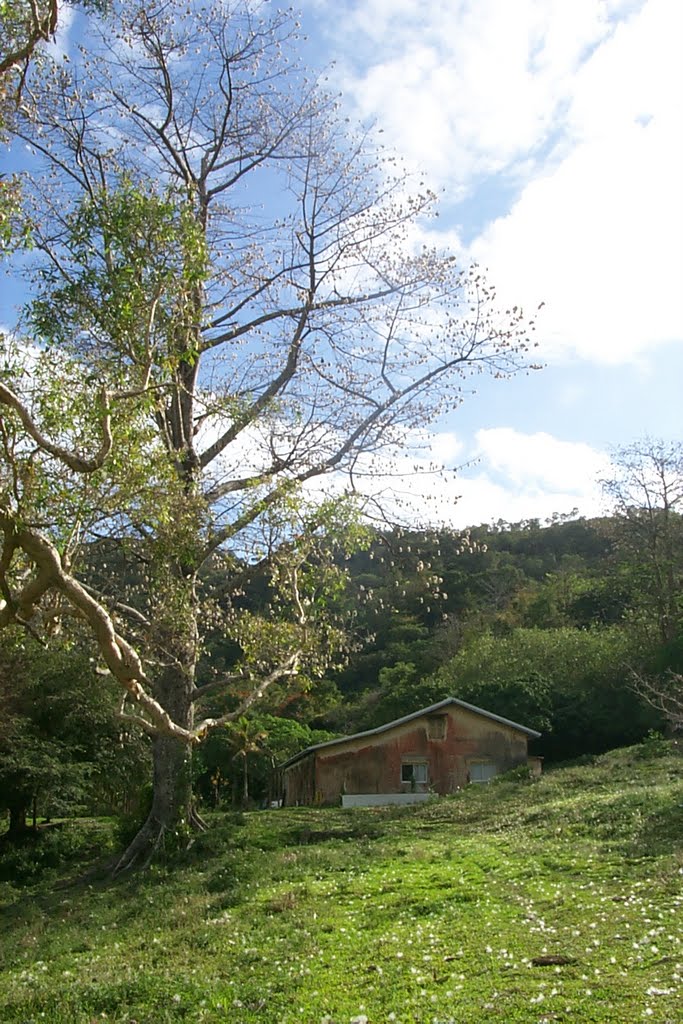 Coin de brousse - Région de Touho by Fatima Gebelin