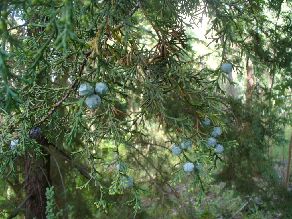 Huehuetoca forest by Travel